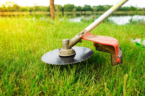 Hierba alta en el jardín antes de cortar